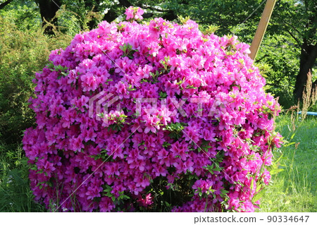 Round pruned pink azalea flowers blooming in Japanese parks in spring 90334647