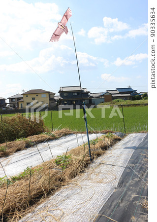 Bird chasing kite watermelon field Bird chasing kite watermelon field 90335634