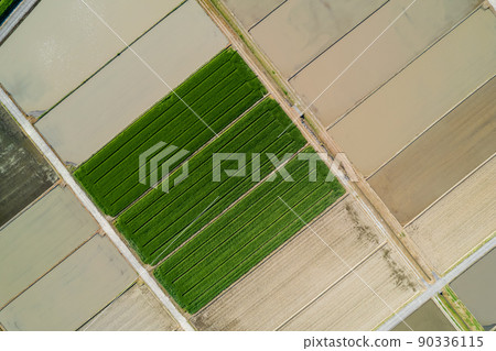 Drone shot image of a wheat field that grows lush with beautiful patterns Drone shot image of a wheat field that grows lush with beautiful patterns 90336115