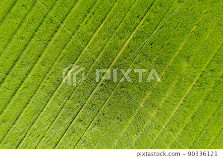 Drone shot image of a wheat field that grows lush with beautiful patterns 90336121