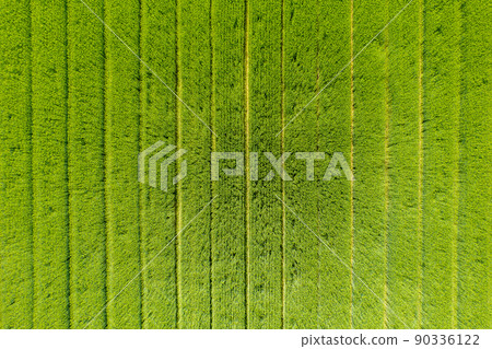 Drone shot image of a wheat field that grows lush with beautiful patterns 90336122