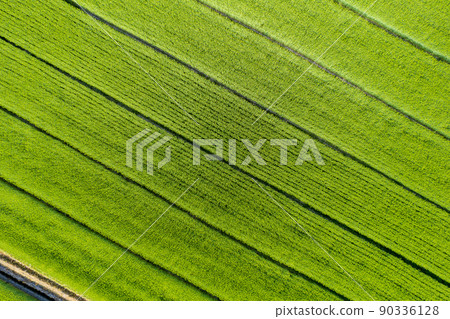 Drone shot image of a wheat field that grows lush with beautiful patterns Drone shot image of a wheat field that grows lush with beautiful patterns 90336128