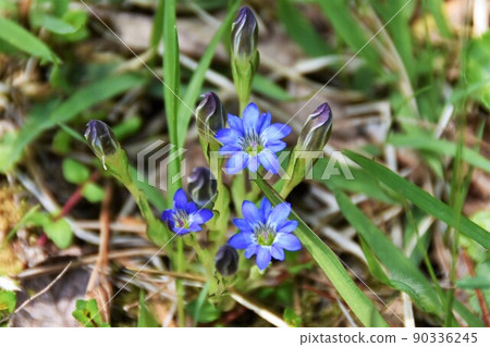 Small gentian flower Small gentian flower 90336245