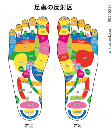 Reflex zone illustration of the sole of the foot 01 Reflex zone illustration of the sole of the foot 01 90336256