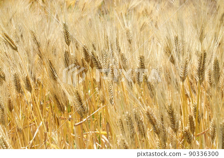 天然植物大麥,五月下旬。初夏變成褐色,所以這個時候被稱為“Mugiaki”。 天然植物大麥,五月下旬。初夏變成褐色,所以這個時候被稱為“Mugiaki”。 90336300