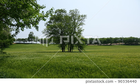 Gochang Blue Barley Field Gochang Blue Barley Field 90336440