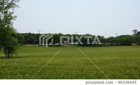 Gochang Blue Barley Field Gochang Blue Barley Field 90336445