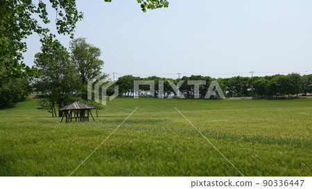 Gochang Blue Barley Field Gochang Blue Barley Field 90336447