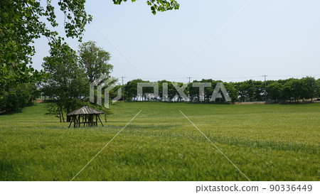 Gochang Blue Barley Field Gochang Blue Barley Field 90336449