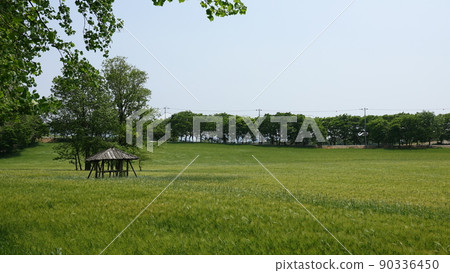 Gochang Blue Barley Field Gochang Blue Barley Field 90336450