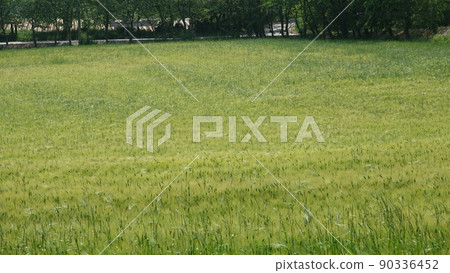 Gochang Blue Barley Field 90336452