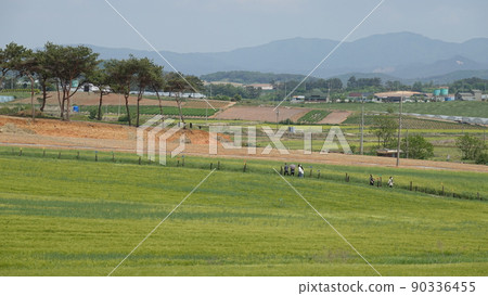 Gochang Blue Barley Field Gochang Blue Barley Field 90336455