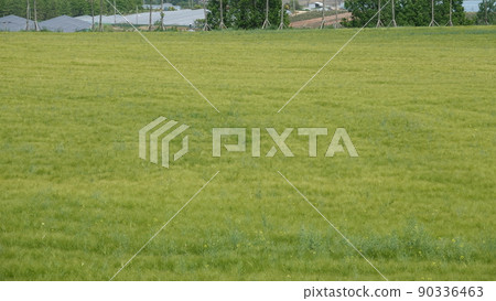 Gochang Blue Barley Field Gochang Blue Barley Field 90336463