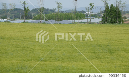 Gochang Blue Barley Field Gochang Blue Barley Field 90336468