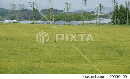 Gochang Blue Barley Field Gochang Blue Barley Field 90336469