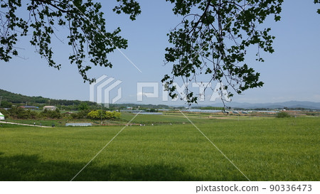 Gochang Blue Barley Field 90336473