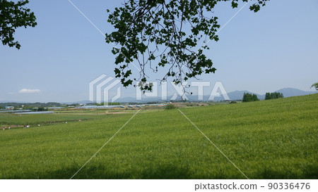 Gochang Blue Barley Field 90336476