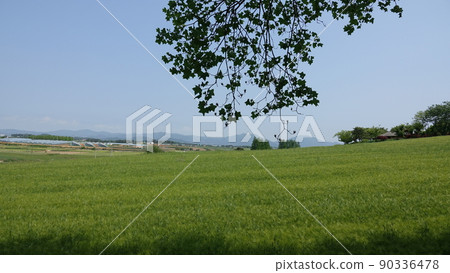 Gochang Blue Barley Field Gochang Blue Barley Field 90336478