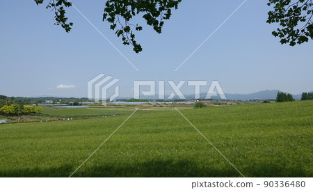 Gochang Blue Barley Field Gochang Blue Barley Field 90336480