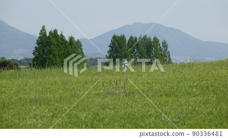Gochang Blue Barley Field Gochang Blue Barley Field 90336481
