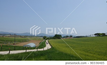 Gochang Blue Barley Field Gochang Blue Barley Field 90336485