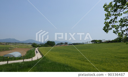 Gochang Blue Barley Field Gochang Blue Barley Field 90336487