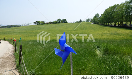 Gochang Blue Barley Field Gochang Blue Barley Field 90336489