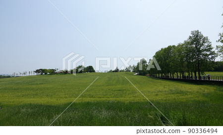 Gochang Blue Barley Field Gochang Blue Barley Field 90336494