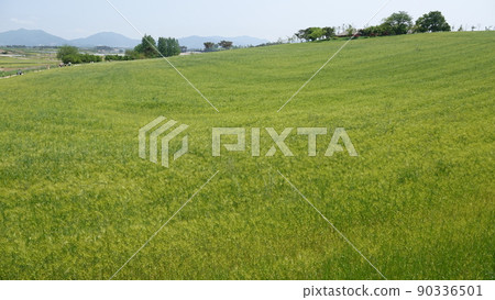 Gochang Blue Barley Field 90336501