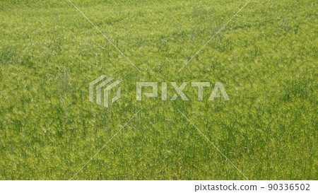 Gochang Blue Barley Field 90336502