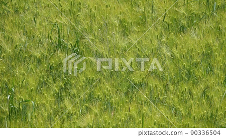 Gochang Blue Barley Field Gochang Blue Barley Field 90336504