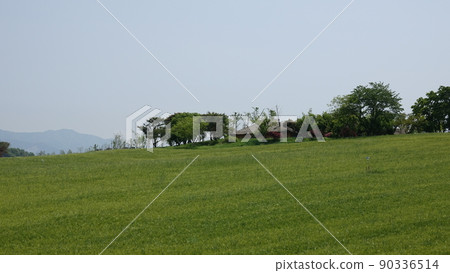 Gochang Blue Barley Field 90336514