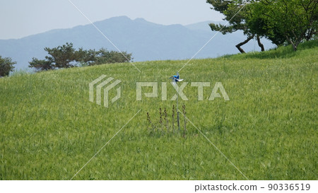 Gochang Blue Barley Field Gochang Blue Barley Field 90336519