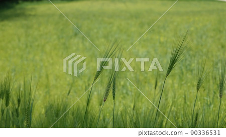 Gochang Blue Barley Field 90336531