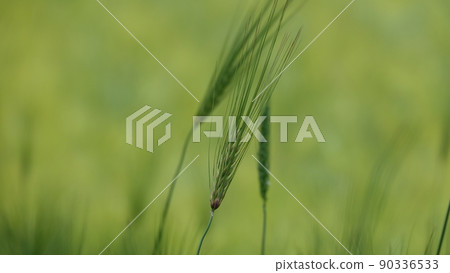 Gochang Blue Barley Field Gochang Blue Barley Field 90336533