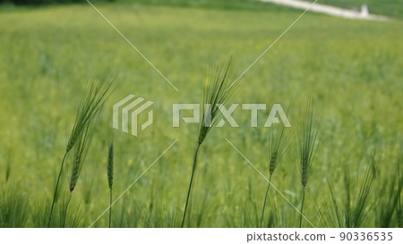 Gochang Blue Barley Field Gochang Blue Barley Field 90336535