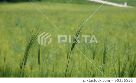 Gochang Blue Barley Field Gochang Blue Barley Field 90336536