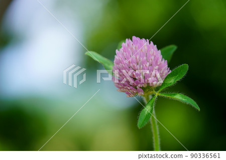 Macro lens photography of spring wildflowers and thistles 90336561