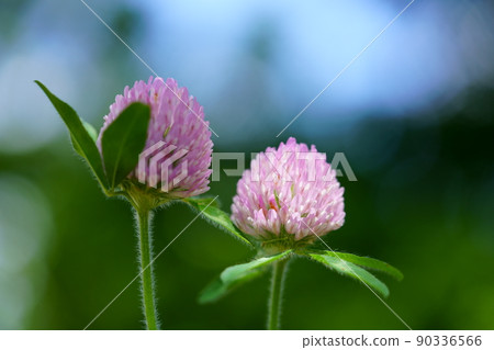 紅三葉草的微距鏡頭攝影，春天的野花 90336566