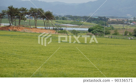 Gochang Blue Barley Field 90336571