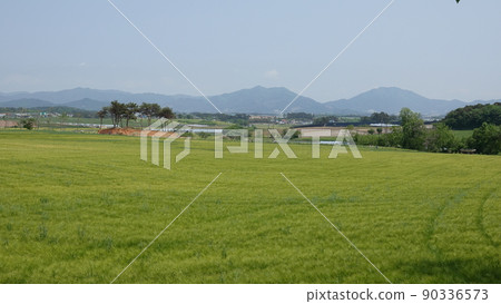 Gochang Blue Barley Field 90336573