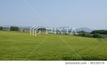 Gochang Blue Barley Field Gochang Blue Barley Field 90336574