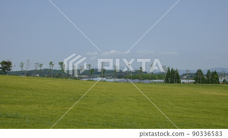 Gochang Blue Barley Field 90336583