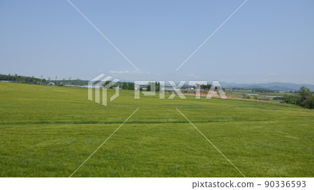 Gochang Blue Barley Field 90336593