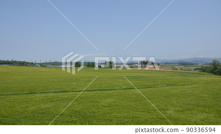 Gochang Blue Barley Field 90336594