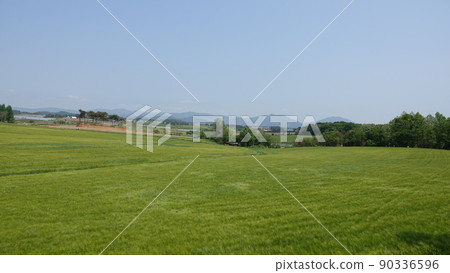 Gochang Blue Barley Field Gochang Blue Barley Field 90336596