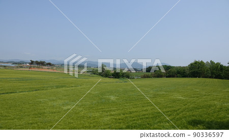 Gochang Blue Barley Field Gochang Blue Barley Field 90336597