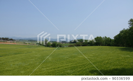 Gochang Blue Barley Field 90336599