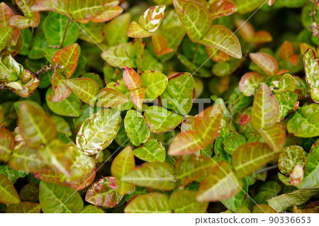 Hatsuyuki Kazura 地面覆蓋物 Hatsuyuki Kazura 地面覆蓋物 90336653