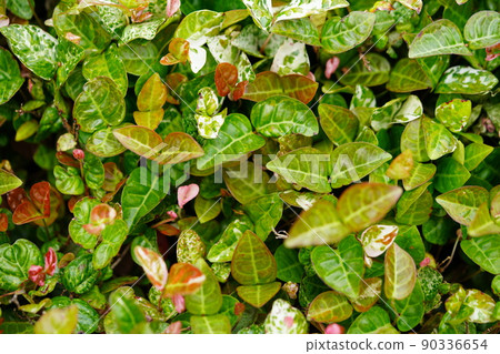 Hatsuyuki Kazura 地面覆蓋物 90336654